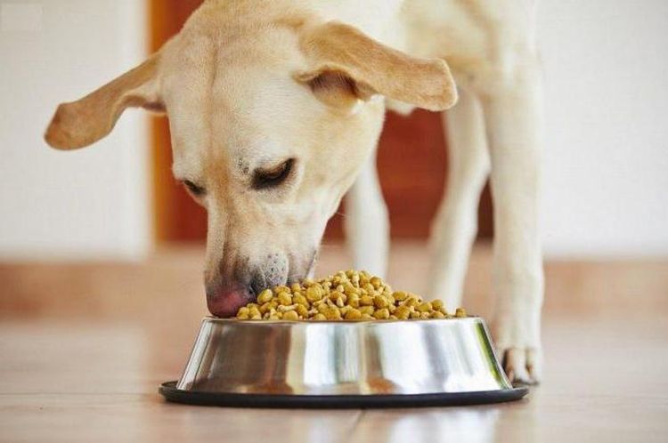 El perro come alimento seco del cuenco