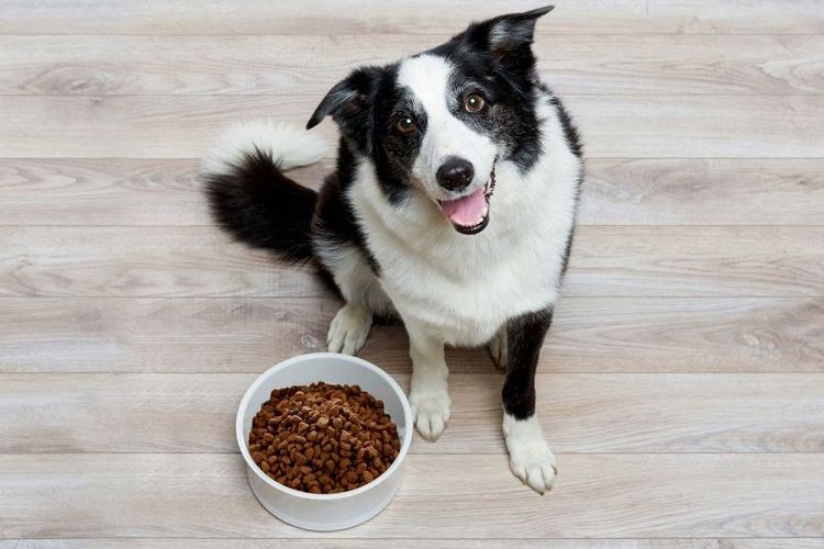 Perro junto al cuenco con alimento seco