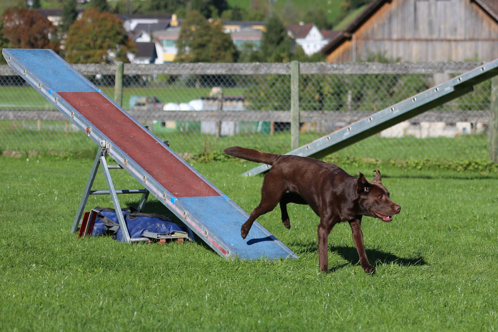 Circuito de obstáculos en forma de rampa y perro oscuro