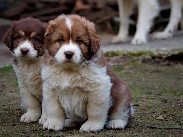 cachorros de pastor búlgaro