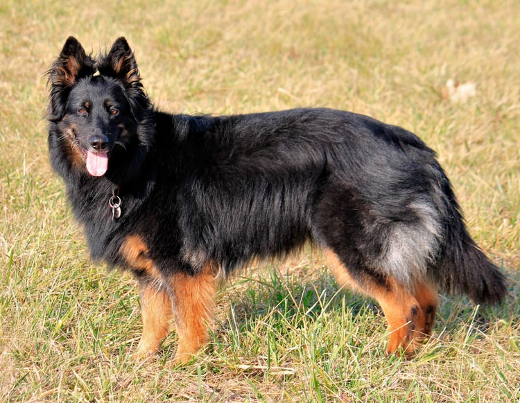 estándar del perro de Chod