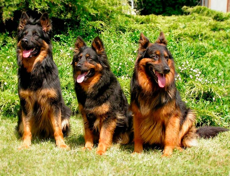 tres pastores chodský