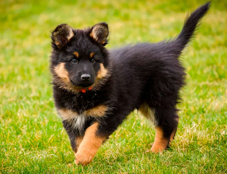 cachorro de pastor chodský