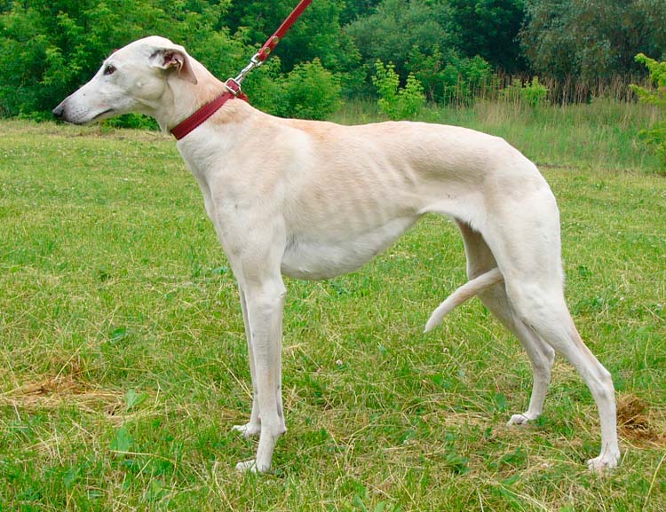 estándar del galgo jortaya