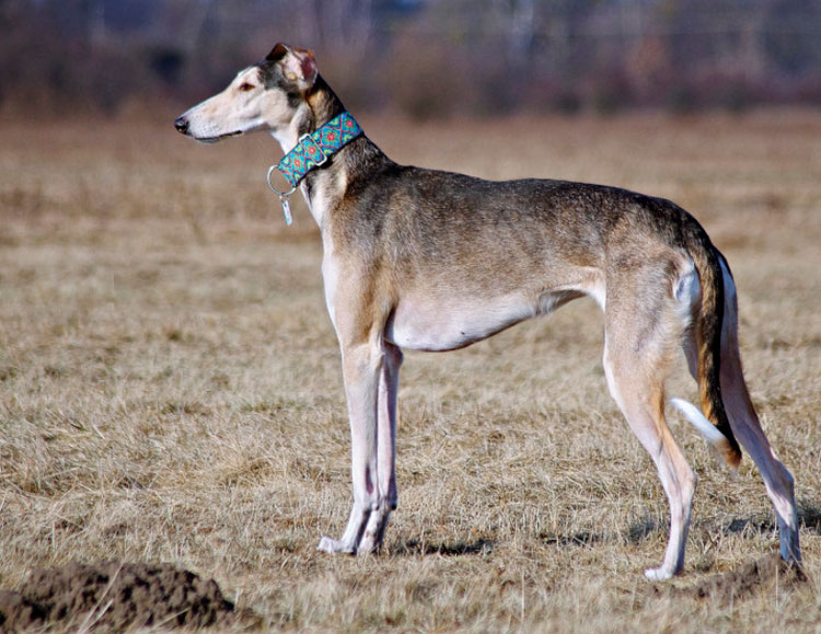 perro de raza jortaya borzaya