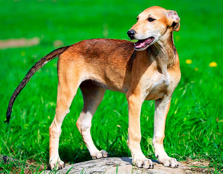 Cachorro de borzoi Khortaya