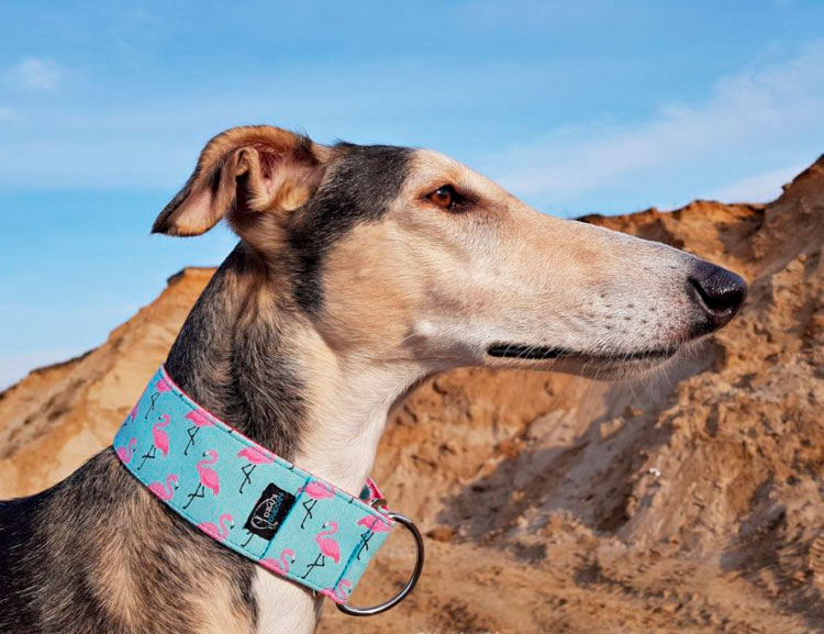 galgo jortaya en la foto