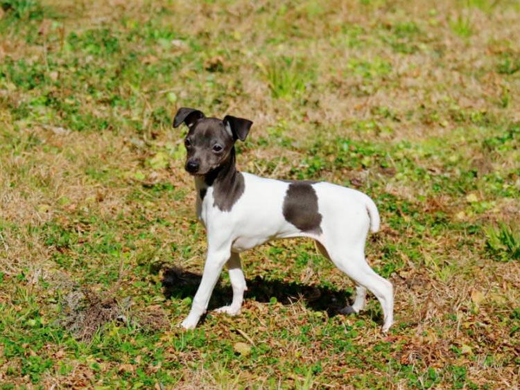 cachorro de terrier japonés