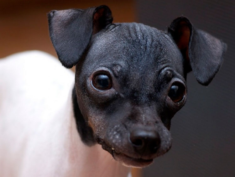 ¿Cuánto cuesta un Terrier japonés?