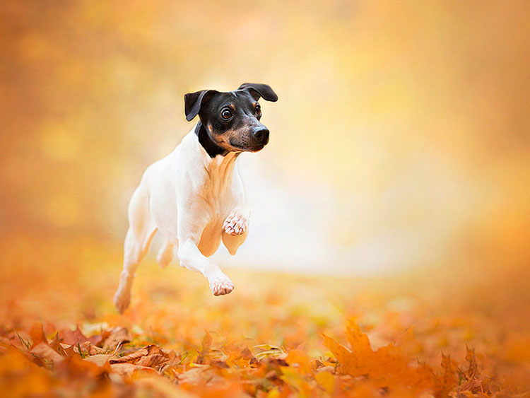 Foto del Japanese Terrier