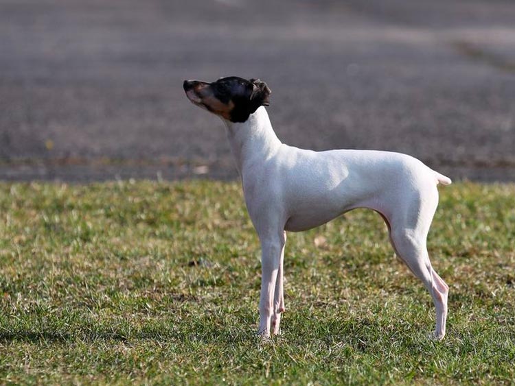 raza de perro Terrier japonés