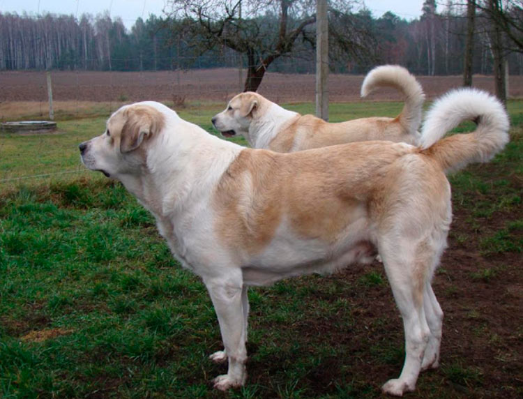 Perros de raza Kartuli Nagazi