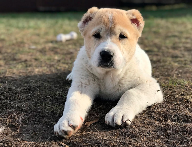 cachorro de raza Kartuli Nagazi