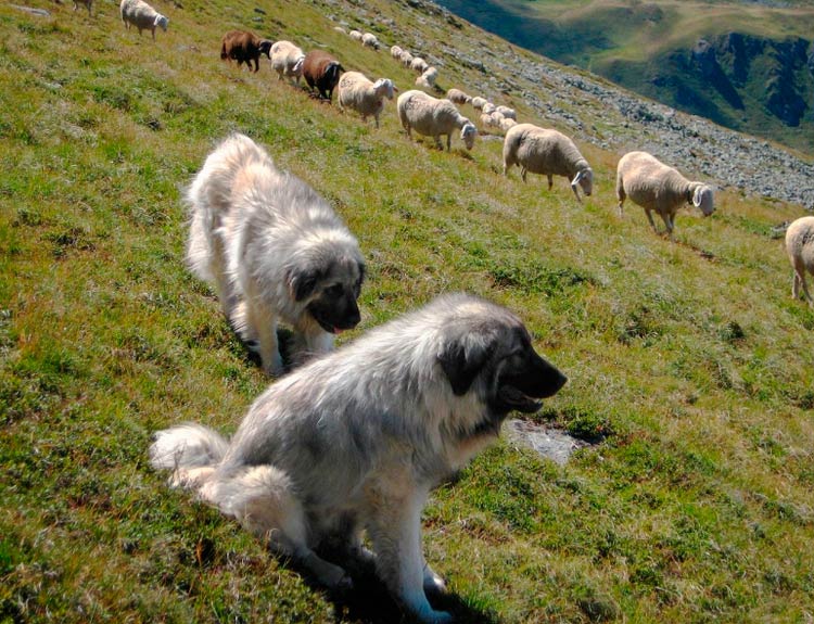 Los pastores de Sarplanina pastorean ovejas.