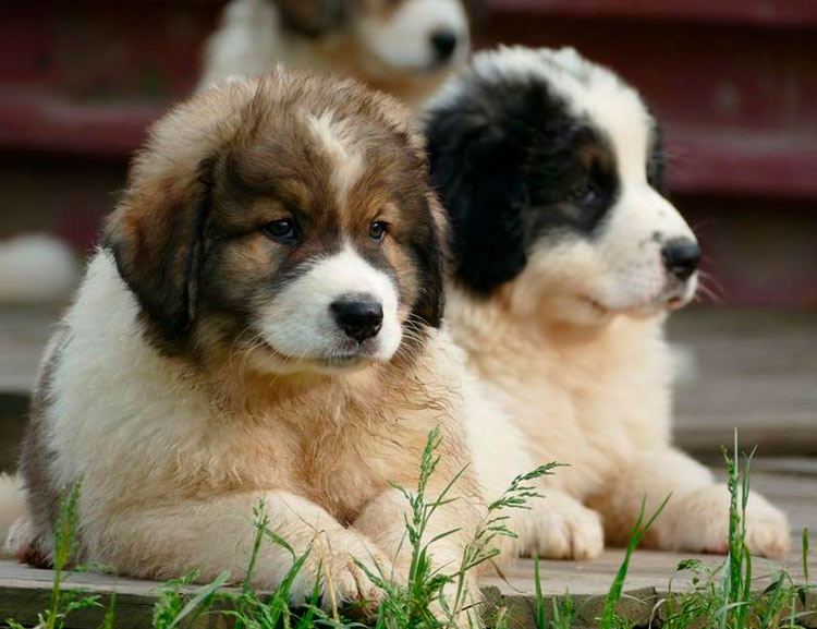 Cachorros del criadero de Tornjak