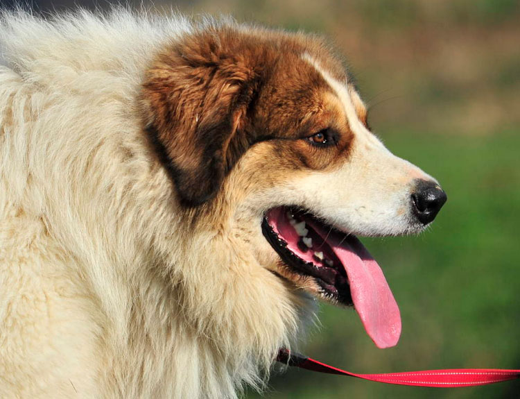 perro de raza Tornjak