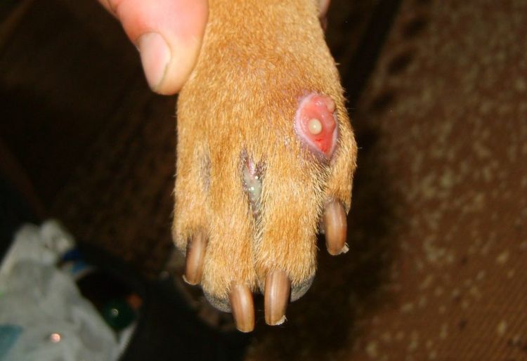 Absceso en la pata del perro