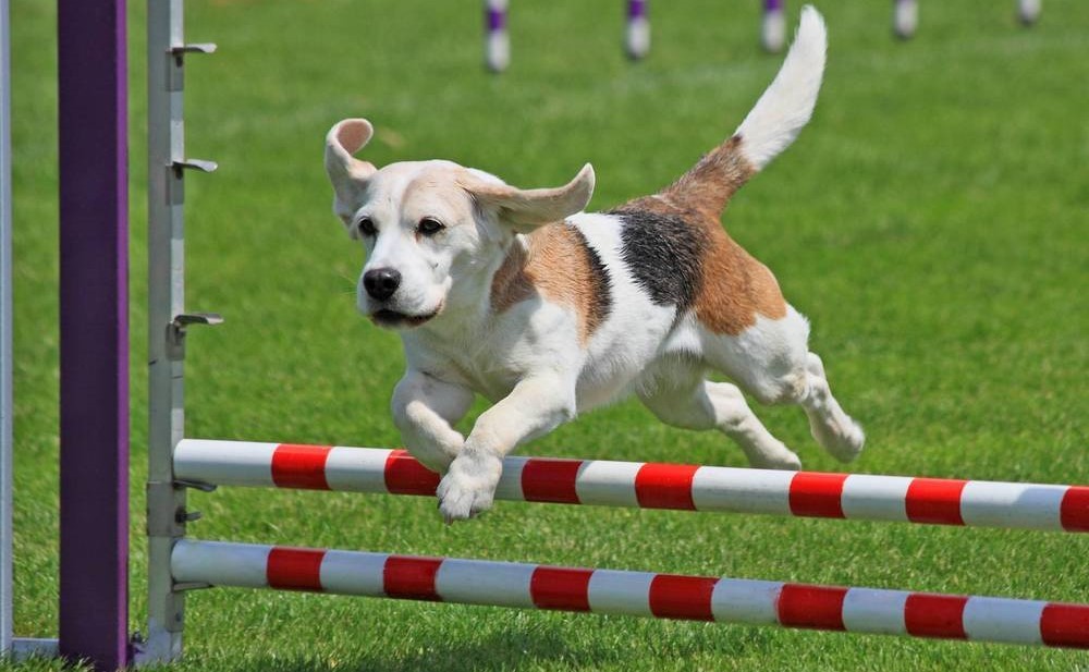 Perro y obstáculos