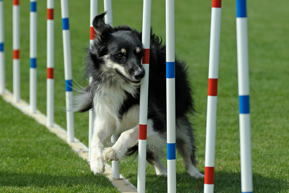 Perro y carrera de obstáculos