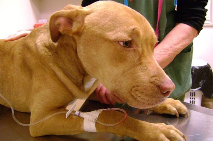 Perro en el hospital