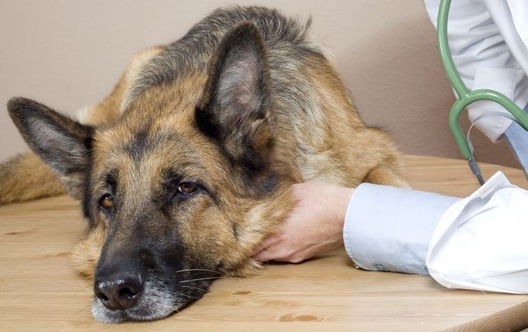 El perro en el veterinario