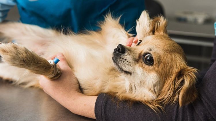 Anemia en perros