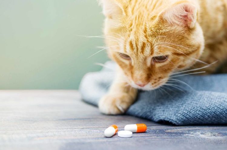 El gato naranja huele las pastillas