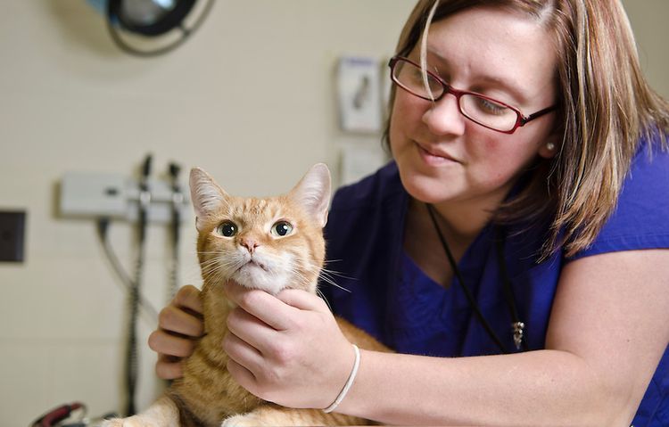 Comprimidos antihistamínicos para gatos