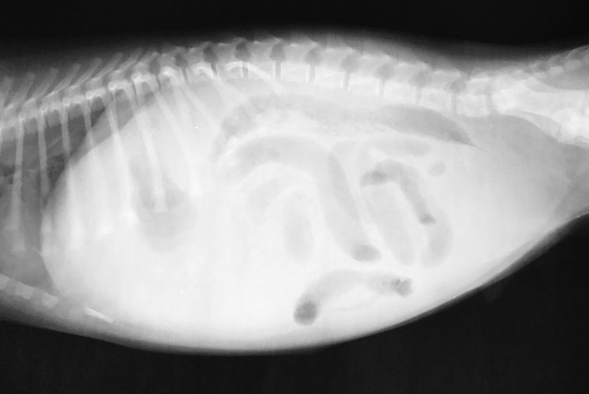 Radiografía abdominal del gato