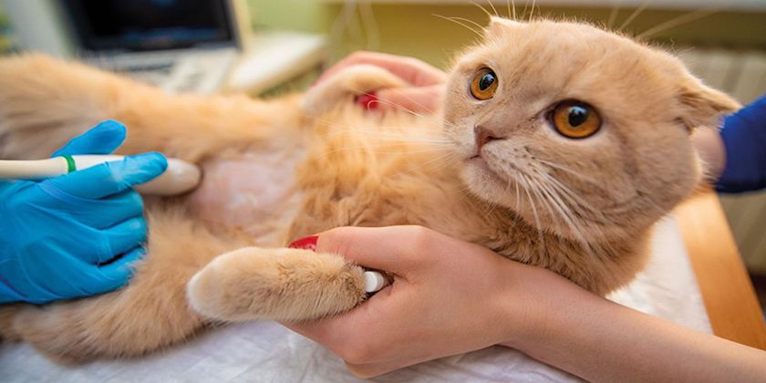 Ascitis en gatos: síntomas y tratamiento