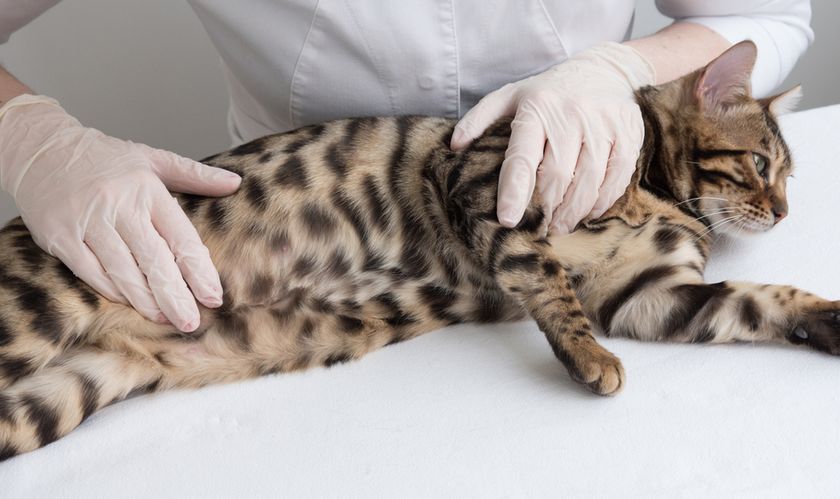 Gato en el médico