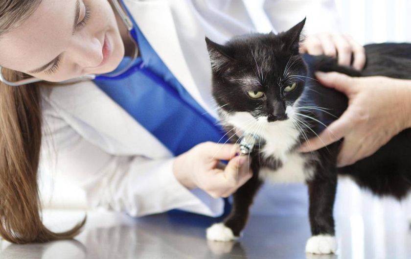 Gato en el veterinario
