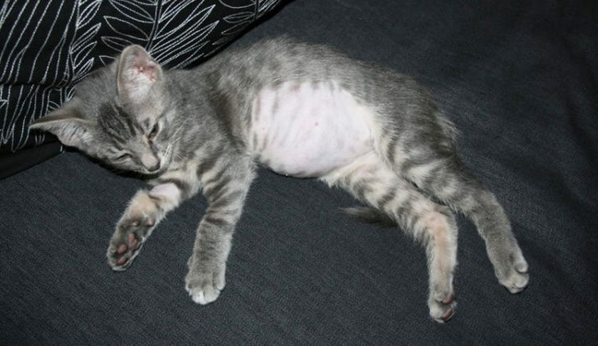 Gatito con ascitis