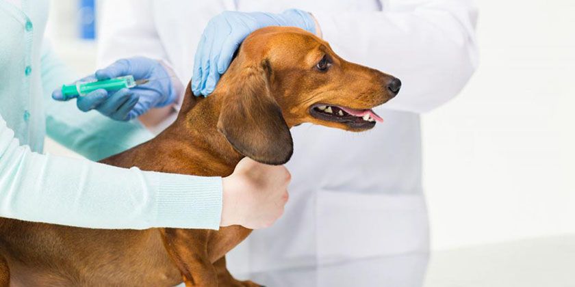 Inyección al perro