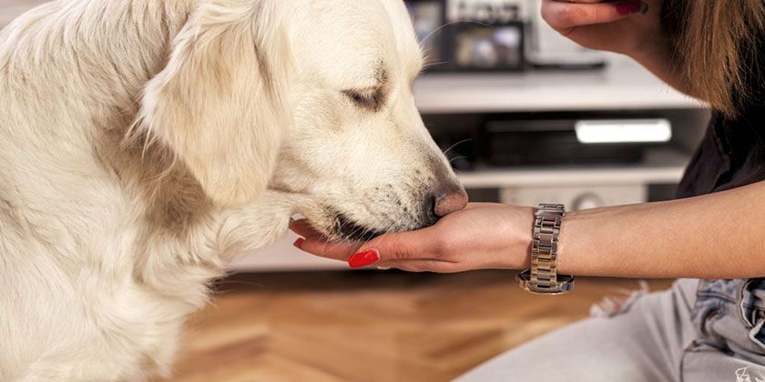Comprimido para perro
