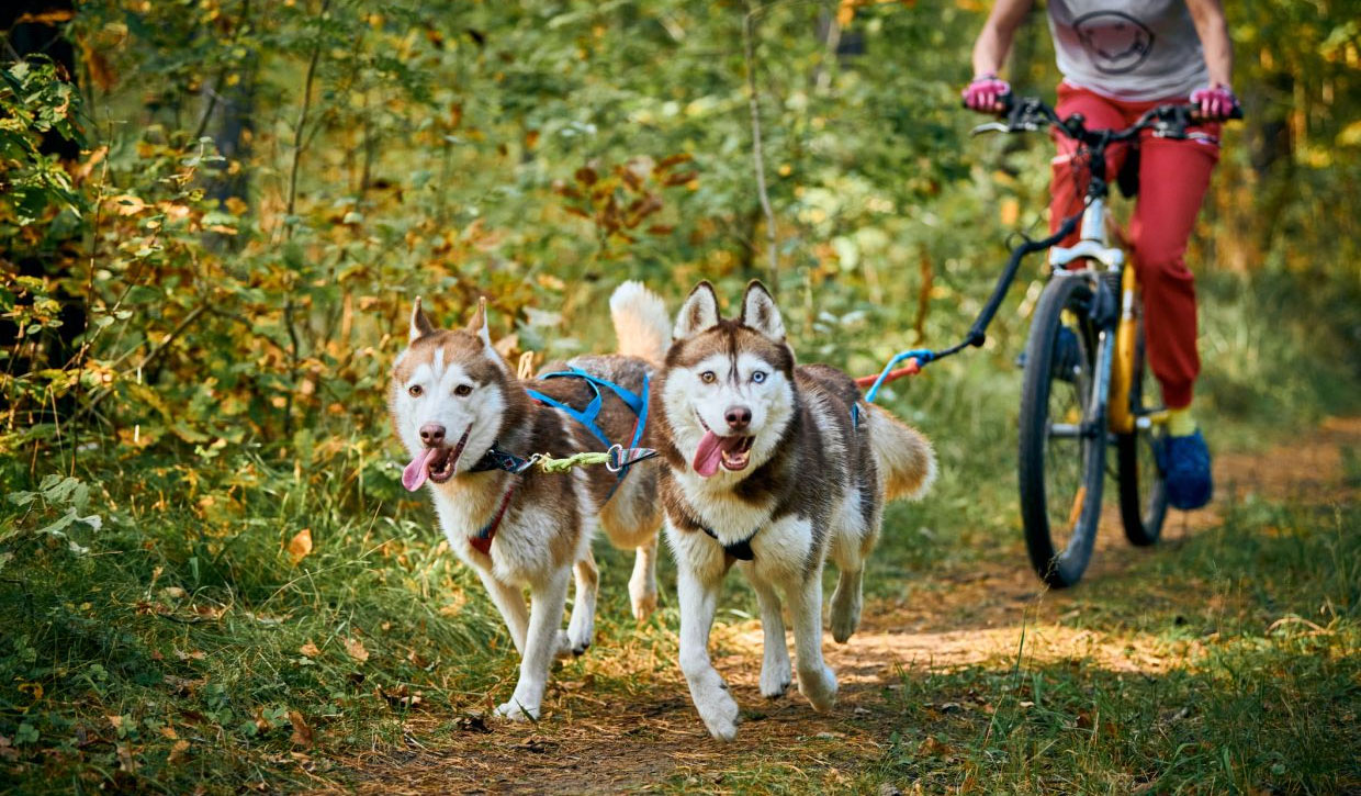Bikejoring - deporte para perros