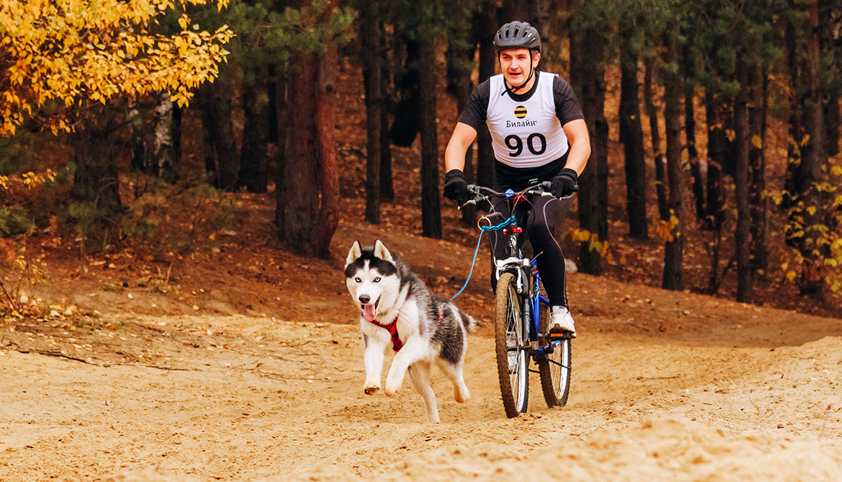 Bikejoring