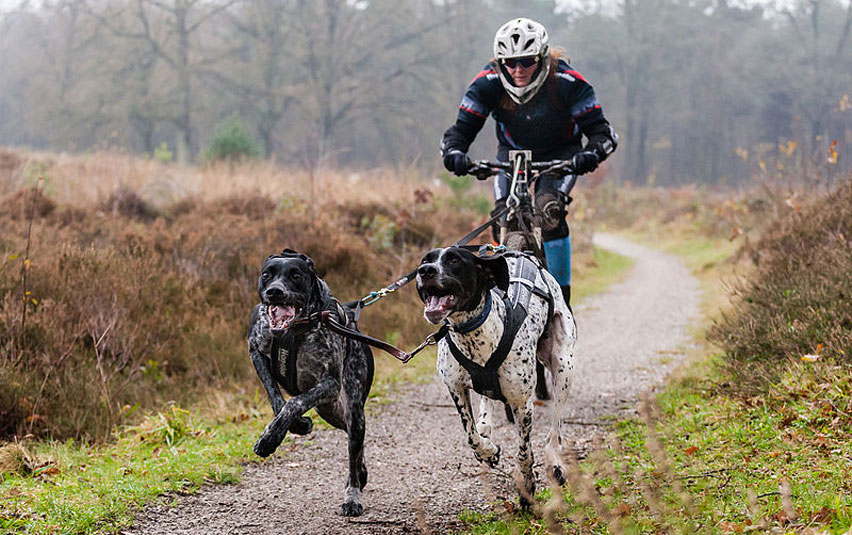 Bikejoring: para qué razas es adecuado este deporte
