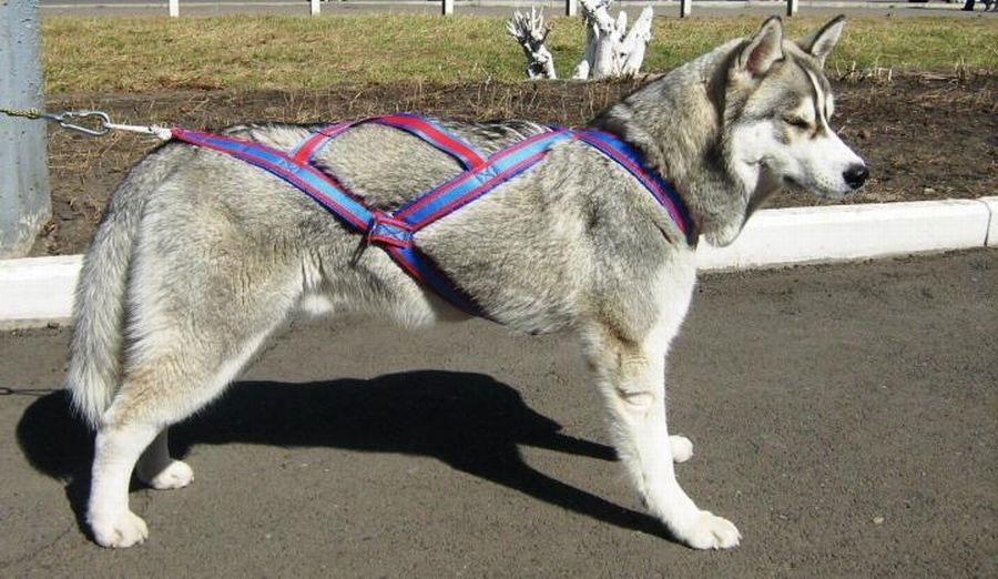 Arnés correcto para bikejoring