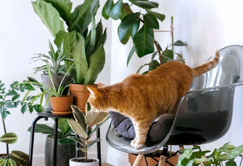 Flores de interior peligrosas y seguras para gatos