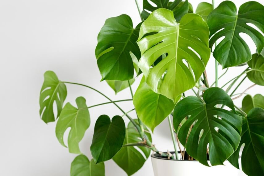 Monstera: flor peligrosa para los gatos