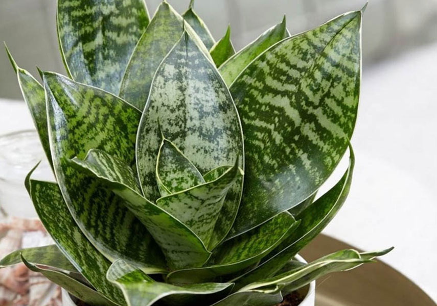 Lengua de suegra: una flor peligrosa para los gatos
