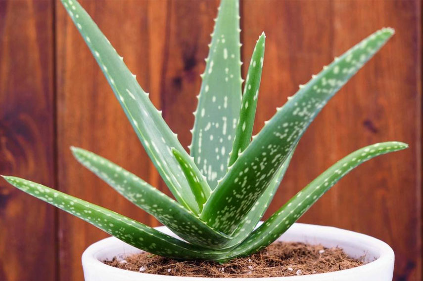 Aloe: una flor peligrosa para los gatos