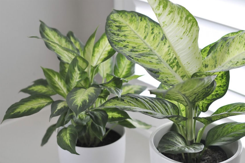 Dieffenbachia: flor peligrosa para los gatos