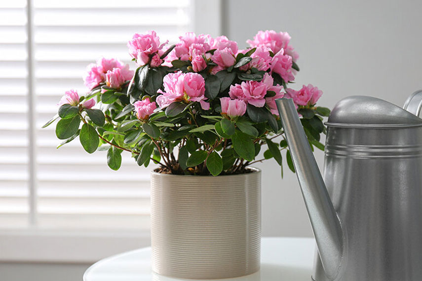 Azalea: una flor peligrosa para los gatos