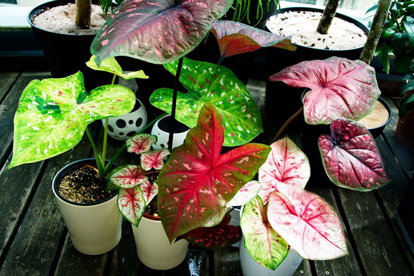 Caladio: una flor peligrosa para los gatos