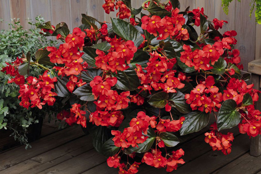 Begonia: una flor peligrosa para los gatos