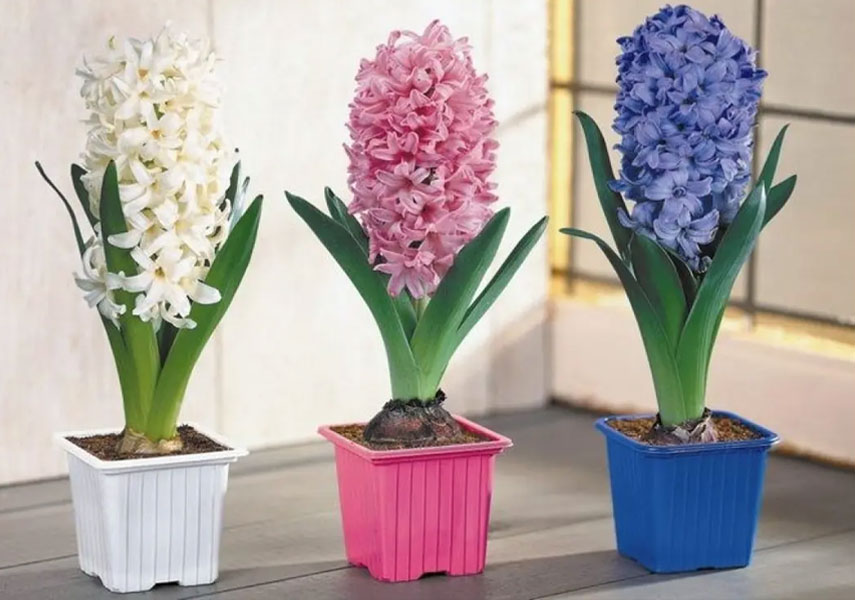 Jacinto: una flor peligrosa para los gatos
