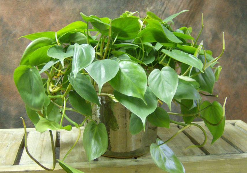 Filodendro: una flor peligrosa para los gatos