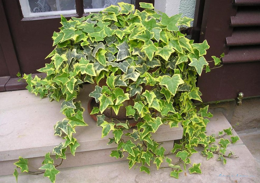 Hiedra: una flor peligrosa para los gatos